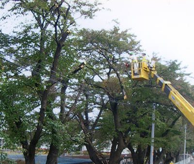 剪定作業施工例